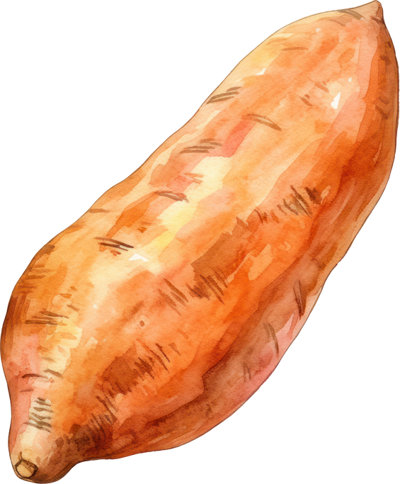 Sweet potato watercolor illustration