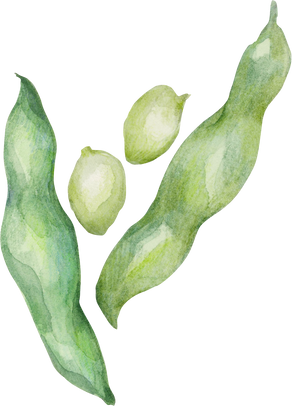 Runner beans, watercolor vegetable harvest illustration