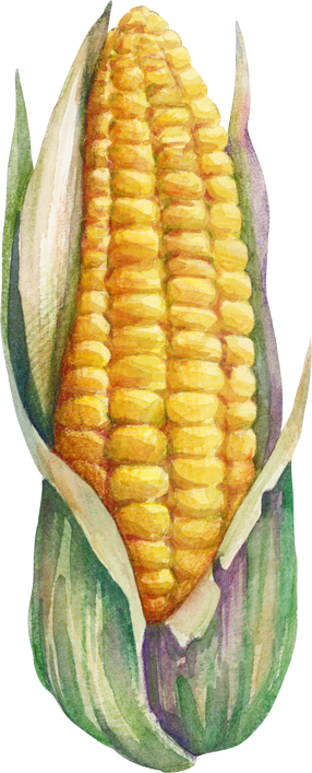 Corn cob, watercolor vegetable harvest illustration
