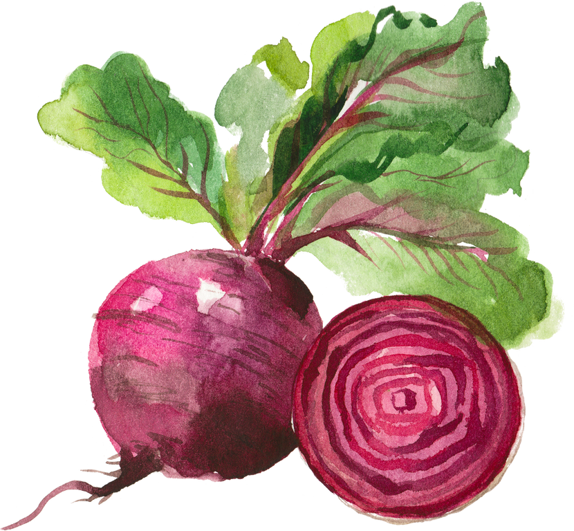 watercolor beet