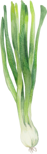 Green onion, watercolor vegetable harvest illustration