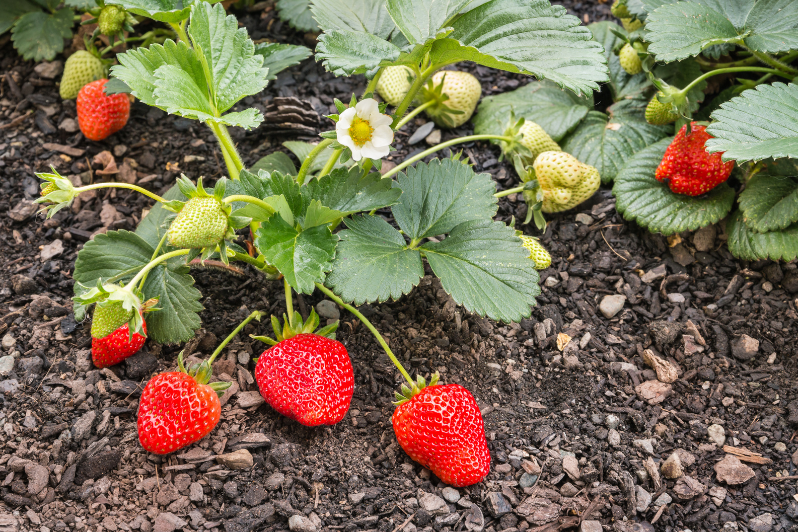 strawberry plant with fresh ripe organic strawberries