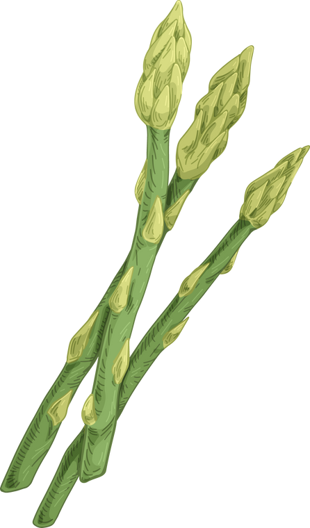 Asparagus Painting Illustration